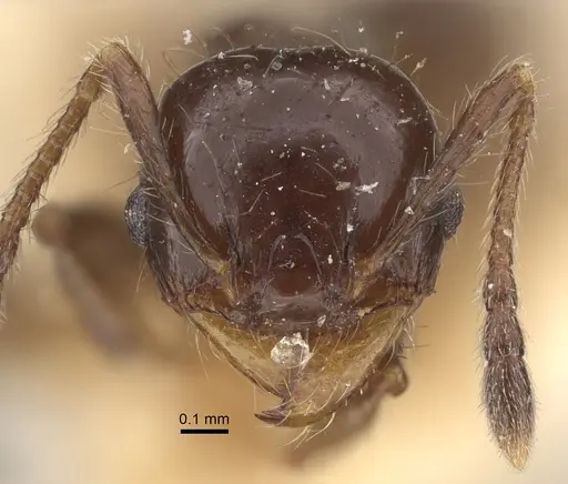 Pheidole bilimeki specimen CASENT0917770 image casent0917770_3