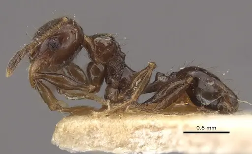 Pheidole bilimeki specimen CASENT0917770 image casent0917770_4