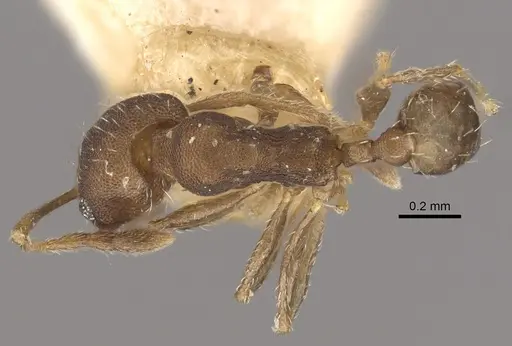 Pheidole bilimeki specimen CASENT0917771 image casent0917771_1