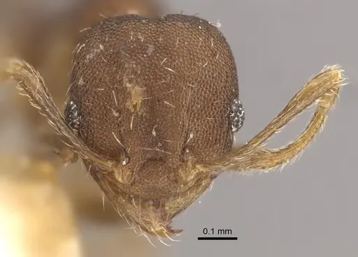 Pheidole bilimeki specimen CASENT0917771 image casent0917771_2