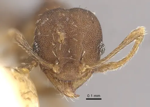 Pheidole bilimeki specimen CASENT0917771 image casent0917771_3