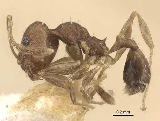 Pheidole bilimeki specimen CASENT0917771 image casent0917771_4