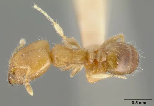Pheidole bilimeki specimen CASTYPE00636 image castype00636_1