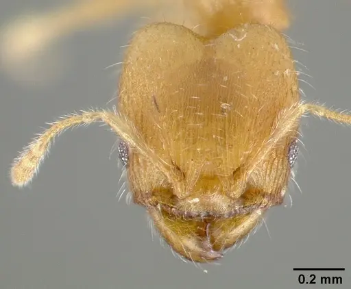 Pheidole bilimeki specimen CASTYPE00636 image castype00636_2