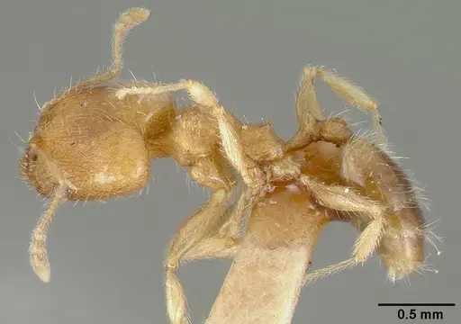 Pheidole bilimeki specimen CASTYPE00636 image castype00636_3