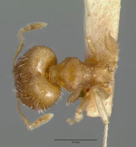 Pheidole bilimeki specimen CASTYPE00637 image castype00637_1