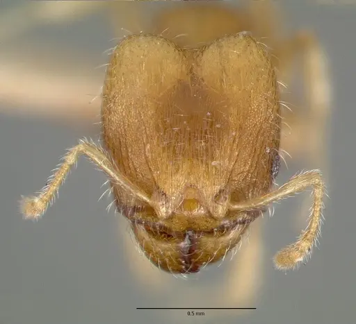 Pheidole bilimeki specimen CASTYPE00637 image castype00637_2