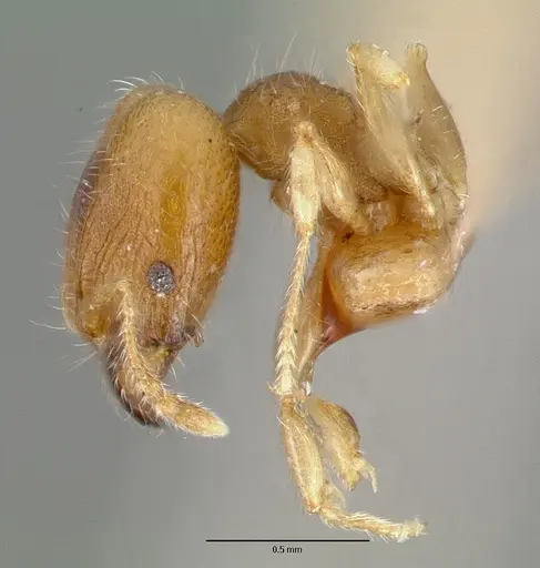 Pheidole bilimeki specimen CASTYPE00637 image castype00637_3