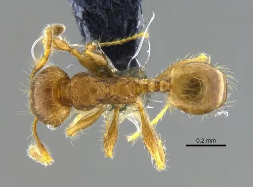 Pheidole bilimeki specimen CBUMAGENT42070 image cbumagent42070_1
