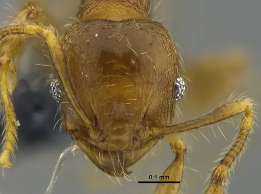 Pheidole bilimeki specimen CBUMAGENT42070 image cbumagent42070_2