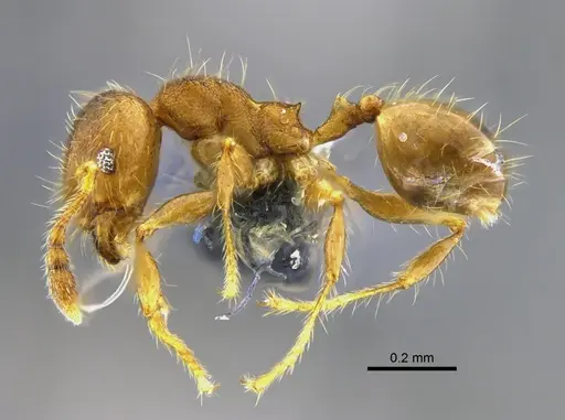 Pheidole bilimeki specimen CBUMAGENT42070 image cbumagent42070_3