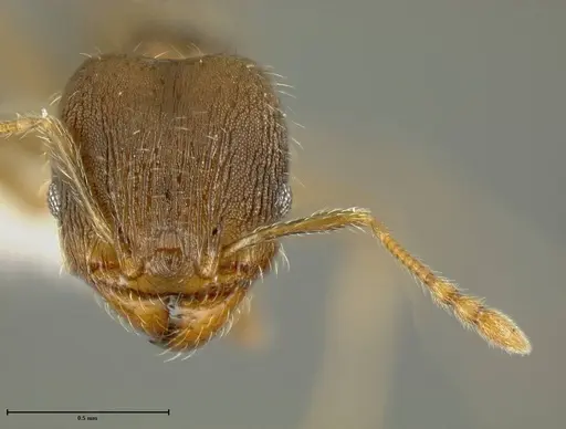 Pheidole bilimeki specimen JTLC000003345 image jtlc000003345_1