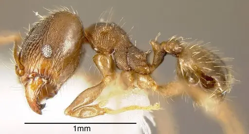 Pheidole bilimeki specimen JTLC000003345 image jtlc000003345_2