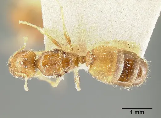 Pheidole bilimeki specimen JTLC000014087 image jtlc000014087_1
