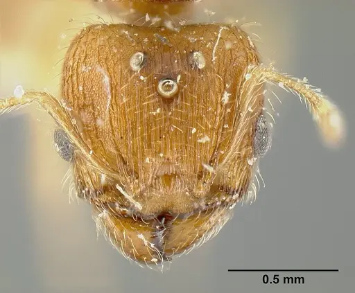 Pheidole bilimeki specimen JTLC000014087 image jtlc000014087_2