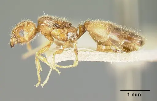 Pheidole bilimeki specimen JTLC000014087 image jtlc000014087_3
