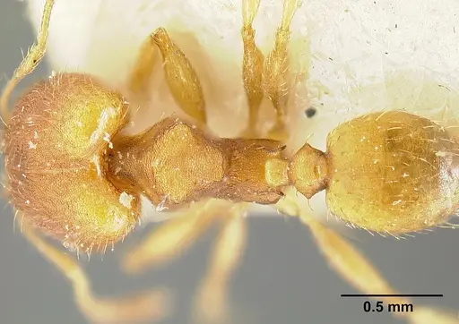 Pheidole bilimeki specimen JTLC000014088 image jtlc000014088_1