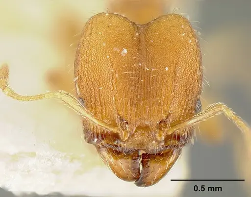 Pheidole bilimeki specimen JTLC000014088 image jtlc000014088_2