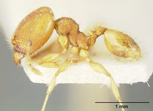 Pheidole bilimeki specimen JTLC000014088 image jtlc000014088_3