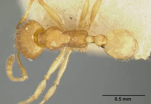 Pheidole bilimeki specimen JTLC000014089 image jtlc000014089_1