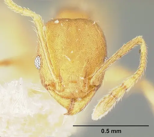 Pheidole bilimeki specimen JTLC000014089 image jtlc000014089_2
