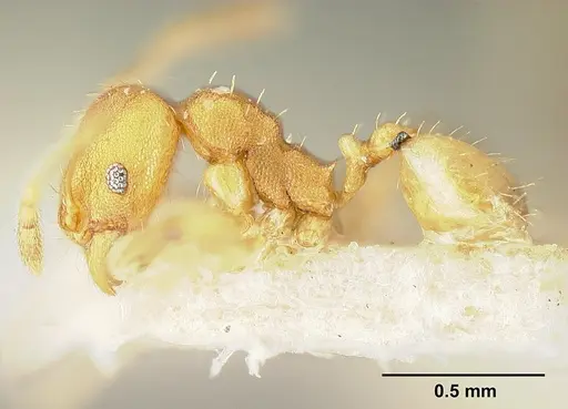 Pheidole bilimeki specimen JTLC000014089 image jtlc000014089_3