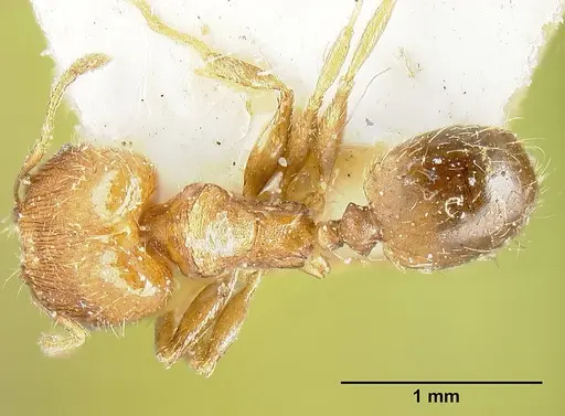 Pheidole bilimeki specimen JTLC000014091 image jtlc000014091_1