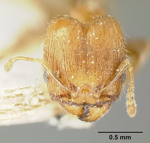 Pheidole bilimeki specimen JTLC000014091 image jtlc000014091_2