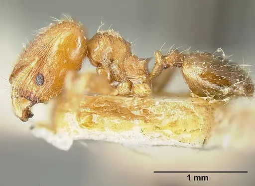 Pheidole bilimeki specimen JTLC000014091 image jtlc000014091_3