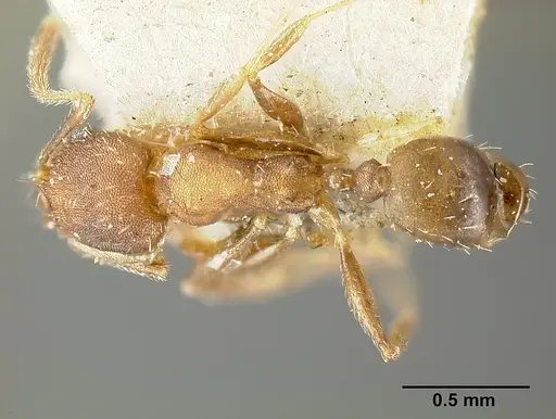 Pheidole bilimeki specimen JTLC000014092 image jtlc000014092_1