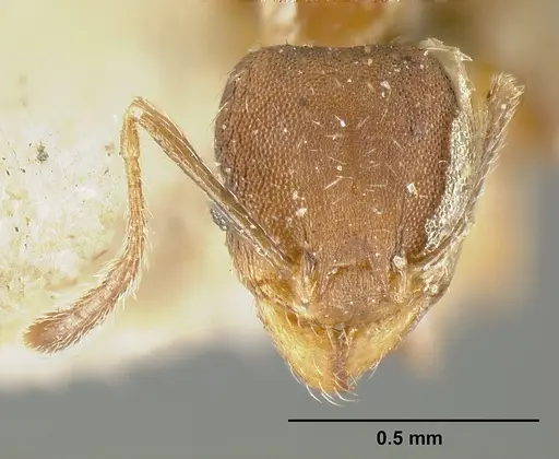 Pheidole bilimeki specimen JTLC000014092 image jtlc000014092_2