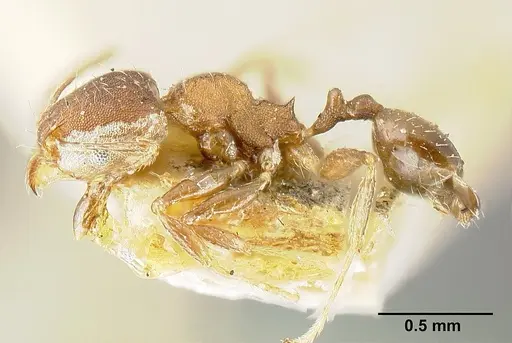 Pheidole bilimeki specimen JTLC000014092 image jtlc000014092_3