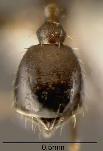 Pheidole bilimeki specimen JTLC000015322 image jtlc000015322_1