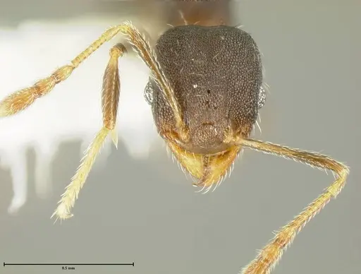 Pheidole bilimeki specimen JTLC000015322 image jtlc000015322_2