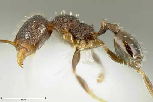 Pheidole bilimeki specimen JTLC000015322 image jtlc000015322_3