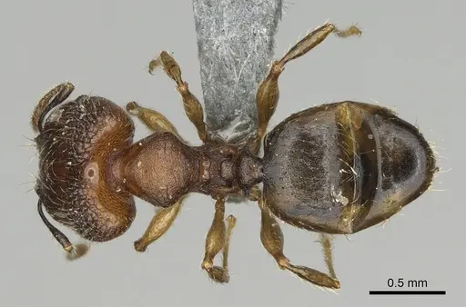 Pheidole binara specimen CASENT0353299 image casent0353299_1