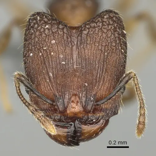 Pheidole binara specimen CASENT0353299 image casent0353299_2