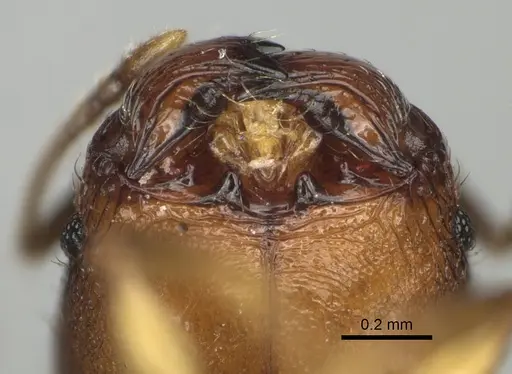 Pheidole binara specimen CASENT0353299 image casent0353299_3