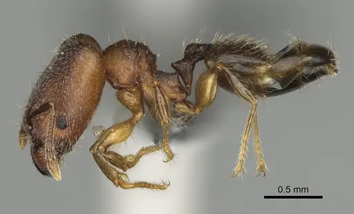 Pheidole binara specimen CASENT0353299 image casent0353299_4