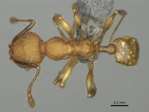 Pheidole binara specimen CASENT0923182 image casent0923182_1