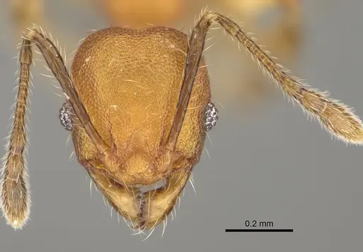 Pheidole binara specimen CASENT0923182 image casent0923182_2