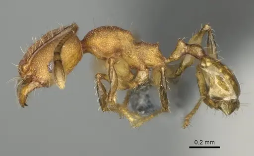 Pheidole binara specimen CASENT0923182 image casent0923182_3