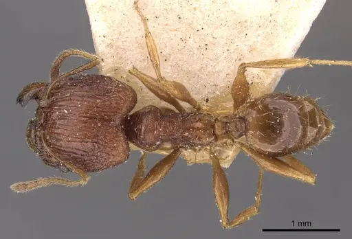 Pheidole binghamii specimen CASENT0907866 image casent0907866_1