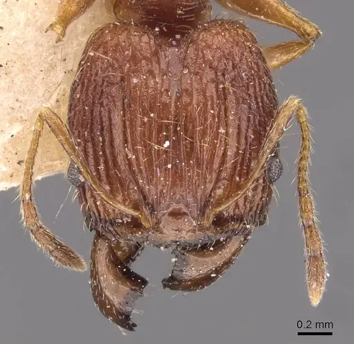 Pheidole binghamii specimen CASENT0907866 image casent0907866_2