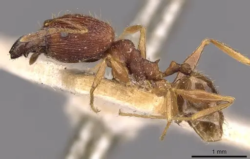 Pheidole binghamii specimen CASENT0907866 image casent0907866_3