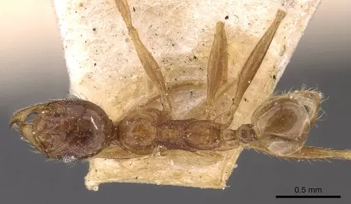 Pheidole binghamii specimen CASENT0907867 image casent0907867_1