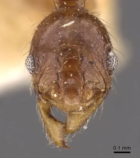 Pheidole binghamii specimen CASENT0907867 image casent0907867_2