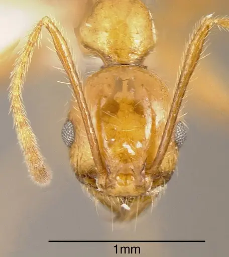 Pheidole biolleyi specimen CASENT0635438 image casent0635438_1