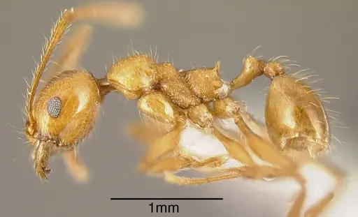 Pheidole biolleyi specimen CASENT0635438 image casent0635438_2