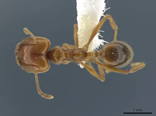Pheidole biolleyi specimen CASENT0646557 image casent0646557_1